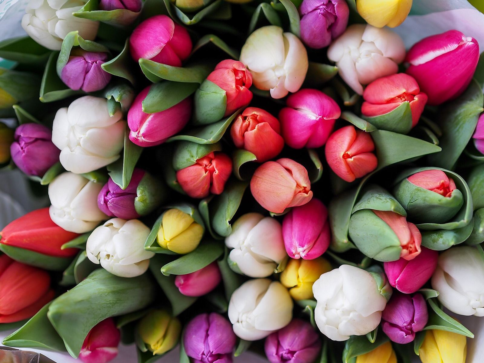Buket tulip berwarna-warni